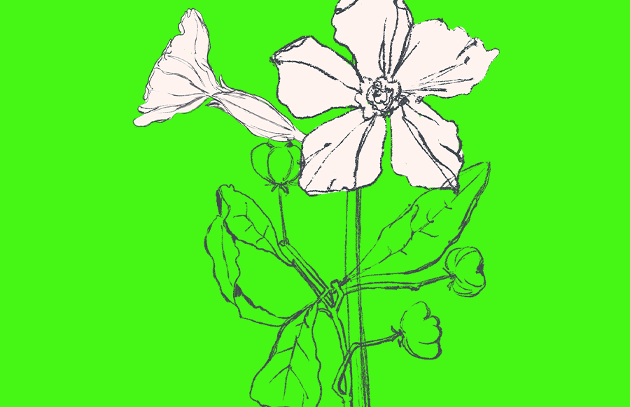 简约手绘线条花朵植物元素PNG格式透明免抠图https://www.pwsucai.com/windows-software-2025枫叶资源